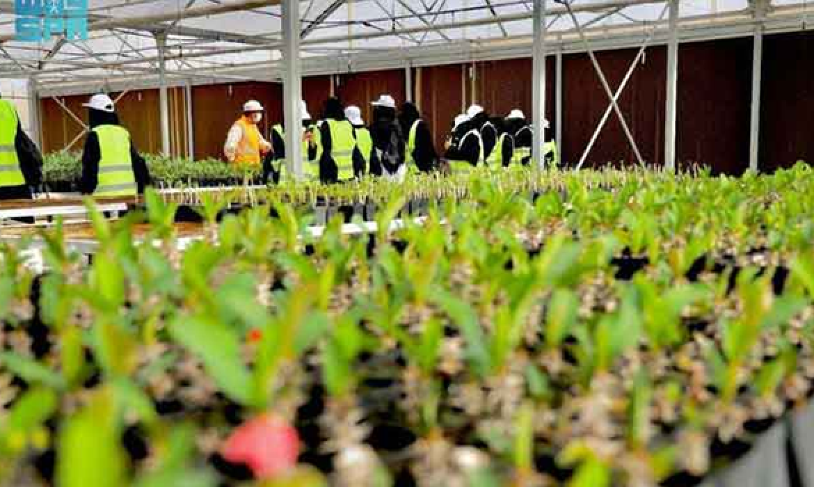Saudi Arabia’s Red Sea company to plant over 15 million trees
