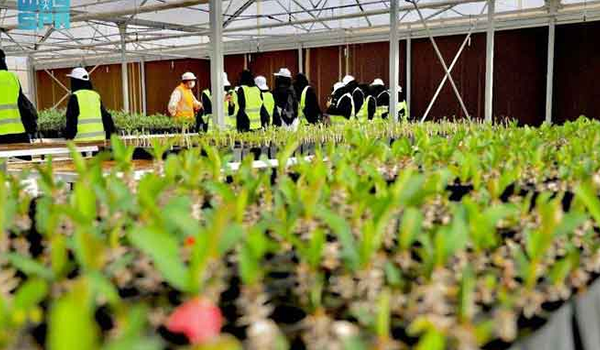 Saudi Arabia’s Red Sea company to plant over 15 million trees