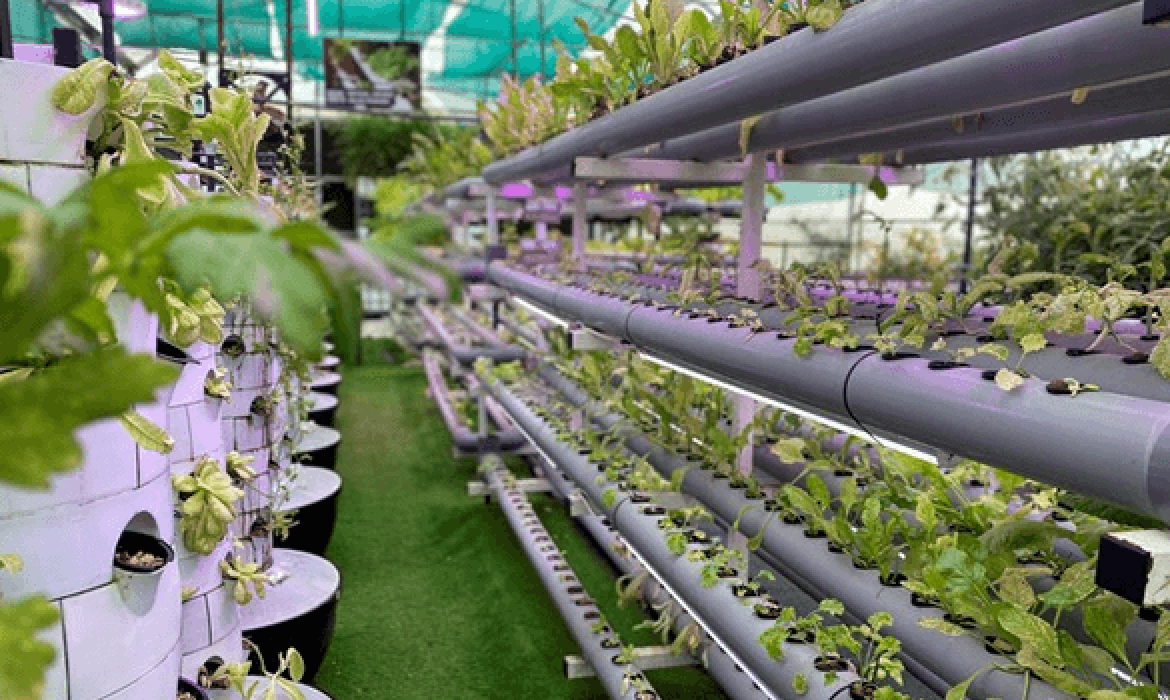 Saudi Arabia tackles global food insecurity by investing in innovation