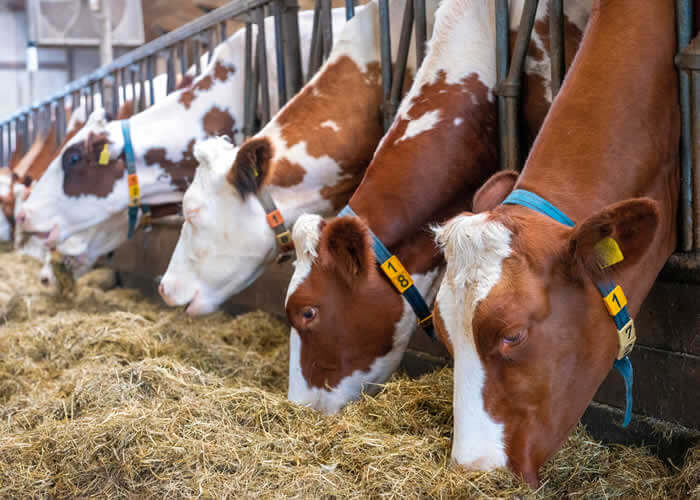 Livestock and Dairy